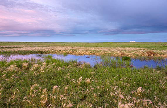 Wetland area in Sinton Lands