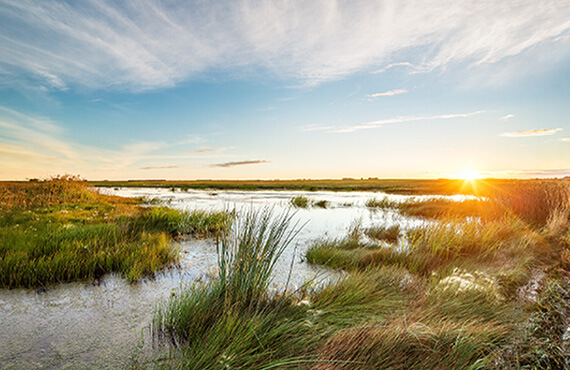 Beautiful sunset over a wetland area