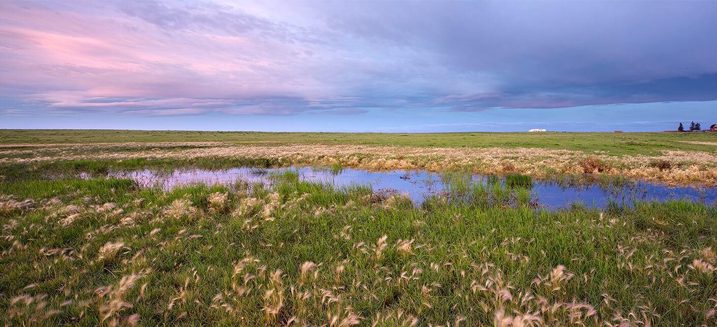 Wetland area in Sinton Lands